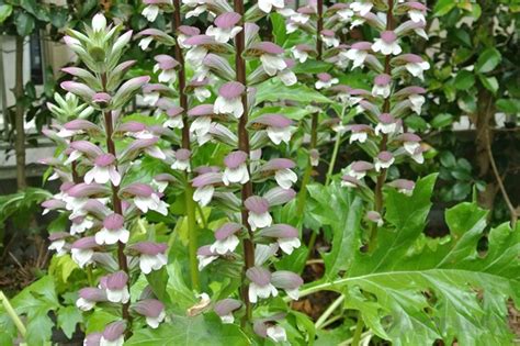 耐陰開花植物|日陰で育てられる植物15選！人気の花の種類は？